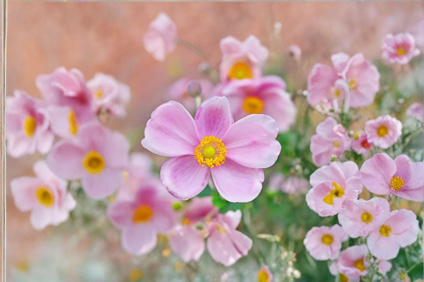 Pink Japanese Anemone 'Robustissima' Bare Root Live Plant – Anemone × hybrida 'Robustissima'