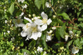 Mock Orange 10 Cuttings – Philadelphus coronarius