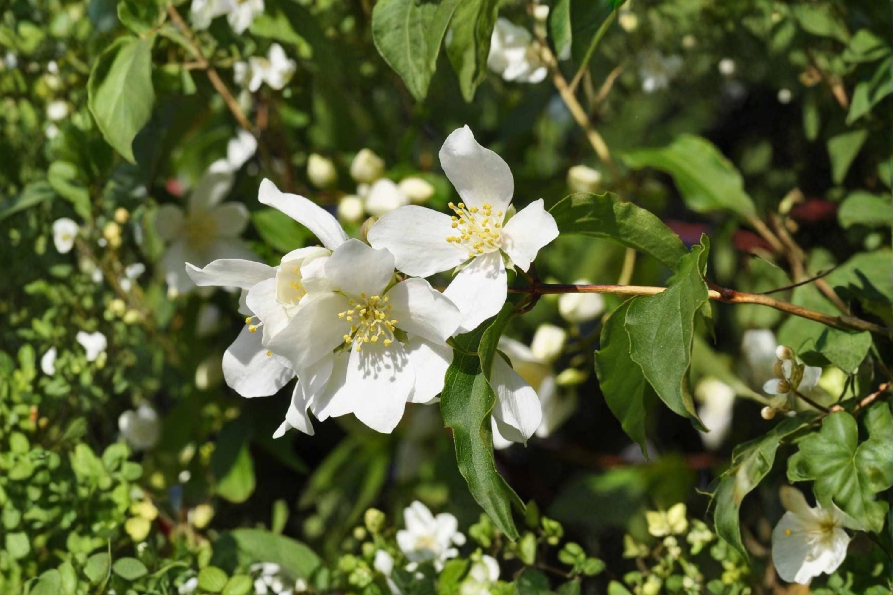 Mock Orange 10 Cuttings – Philadelphus coronarius