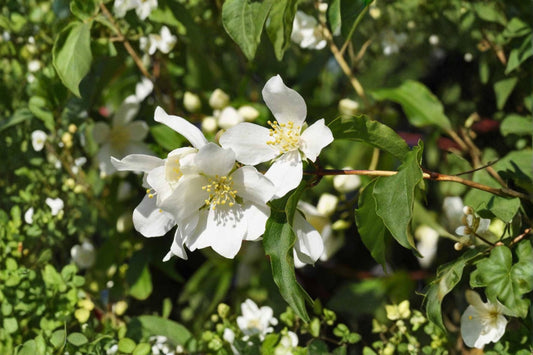 Mock Orange 10 Cuttings – Philadelphus coronarius