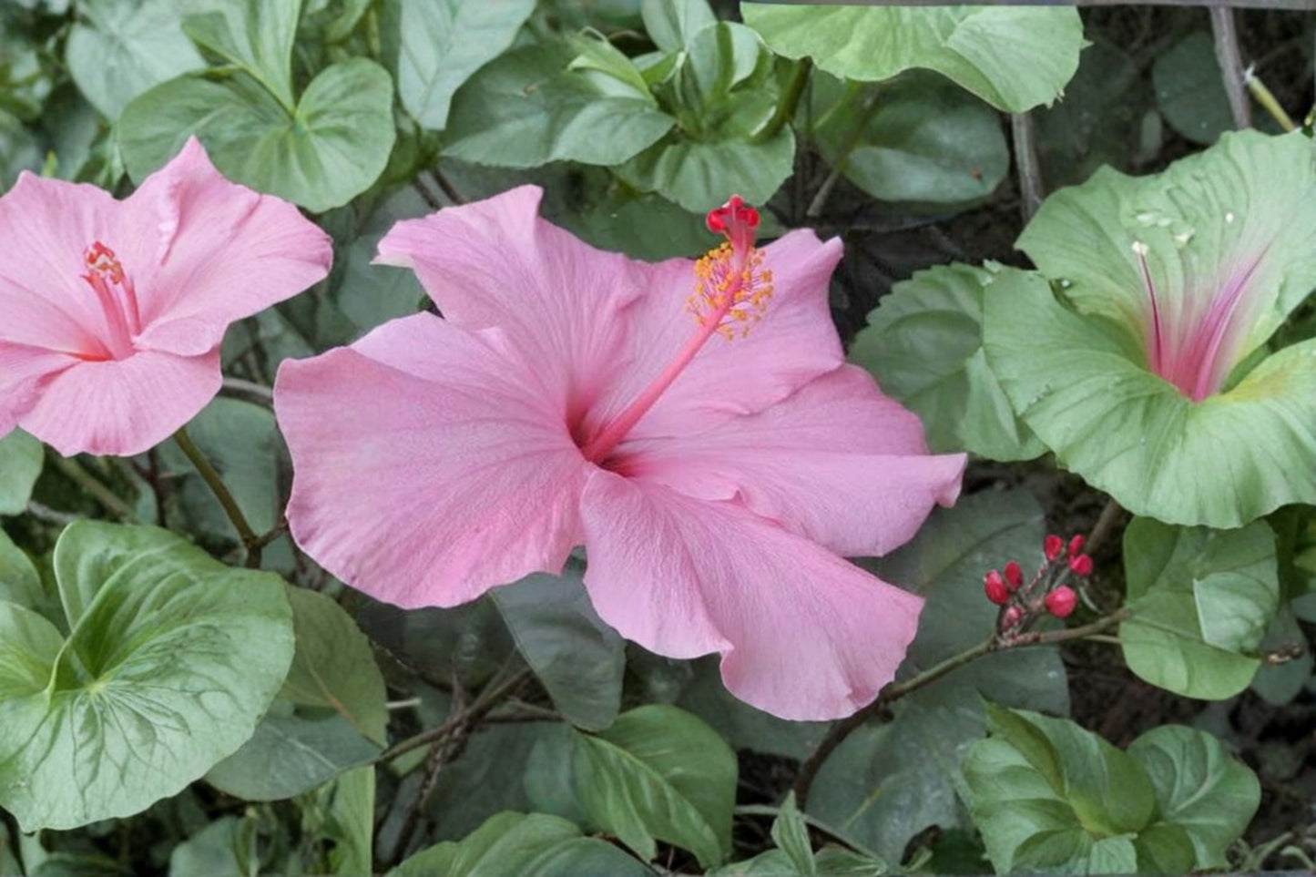 2 Seminole Pink Hibiscus Live Starter Plants – 5" Tall – Hibiscus rosa-sinensis