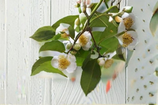 Camellia Tea Plant Live Starter Shrub Tree Large Leaf sinensis assamica