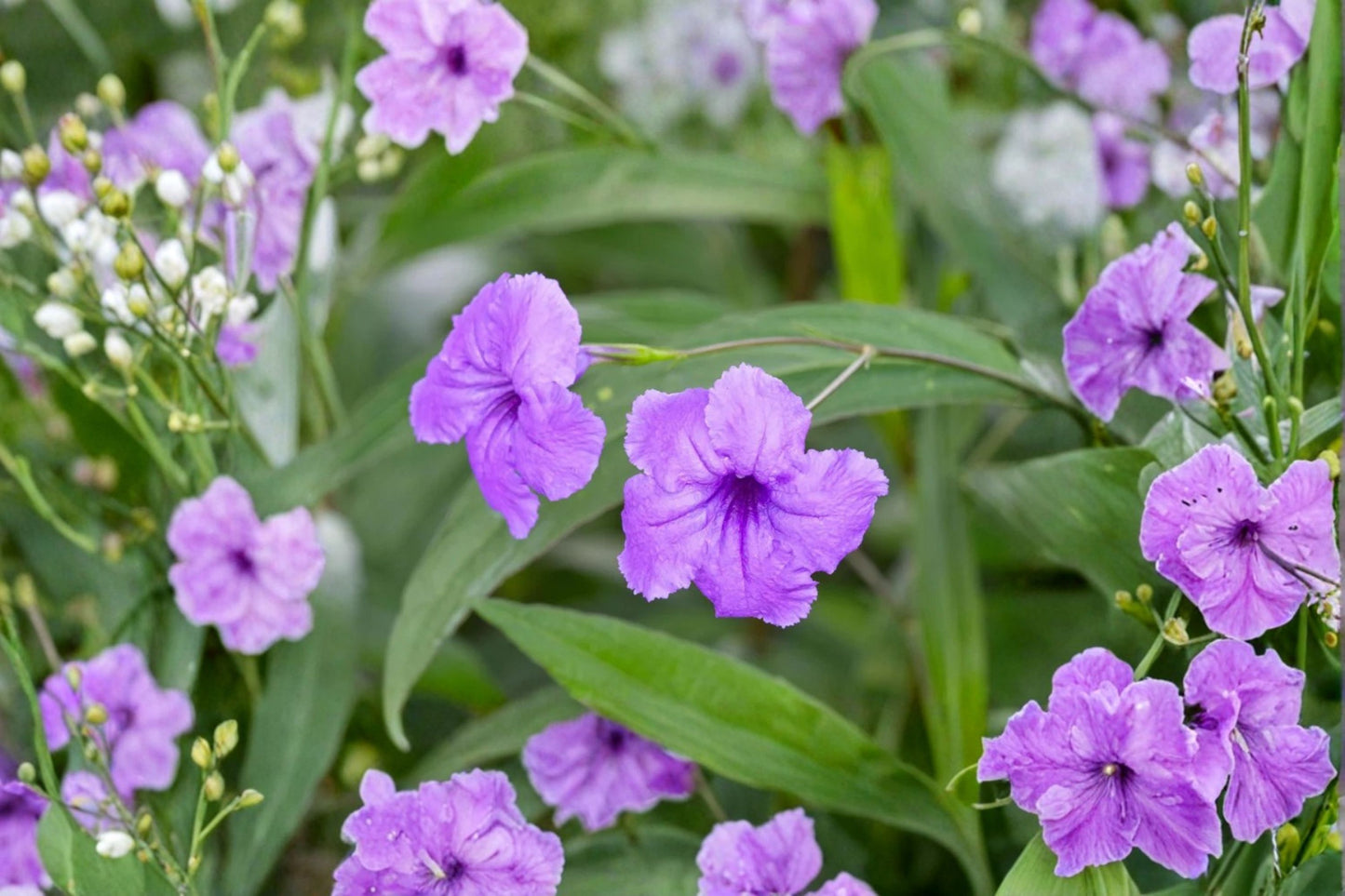 Purple Mexican Petunia Live Plants – 5 Rooted Plants – 6"+ Tall – Ruellia simplex