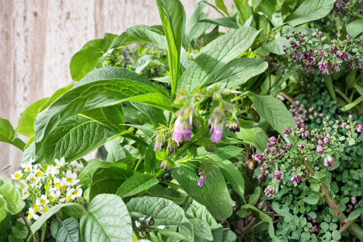 Russian Bocking 4 Comfrey Live Plant | Symphytum × uplandicum | Well Rooted Starter Plant | 3 Inch Pot | Perennial Herb Plant