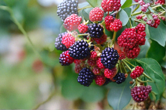 Osage Blackberry Live Plants – 2 Plants – 4–6" Tall – No Pot – Rubus