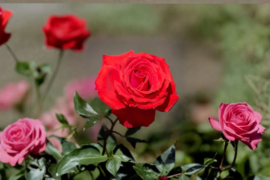 Red Mini Rose Live Plant – 4–8 Inch Tall – 4" Pot – Miniature Rose Bush