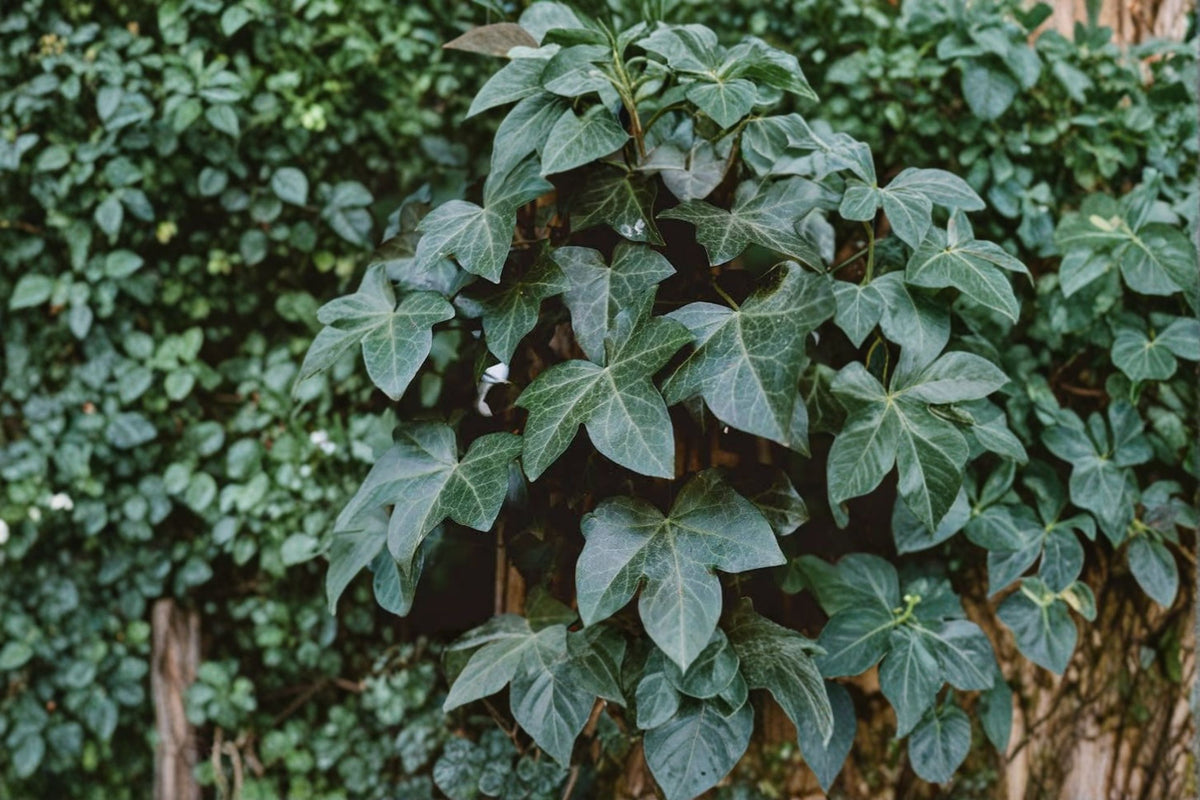20 English Ivy Cuttings | Hedera helix Live Cuttings | 6 Inch Ivy Cuttings | Ivy Propagation | Heirloom Ivy | Easy to Grow Vine
