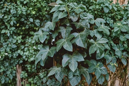 20 English Ivy Cuttings | Hedera helix Live Cuttings | 6 Inch Ivy Cuttings | Ivy Propagation | Heirloom Ivy | Easy to Grow Vine