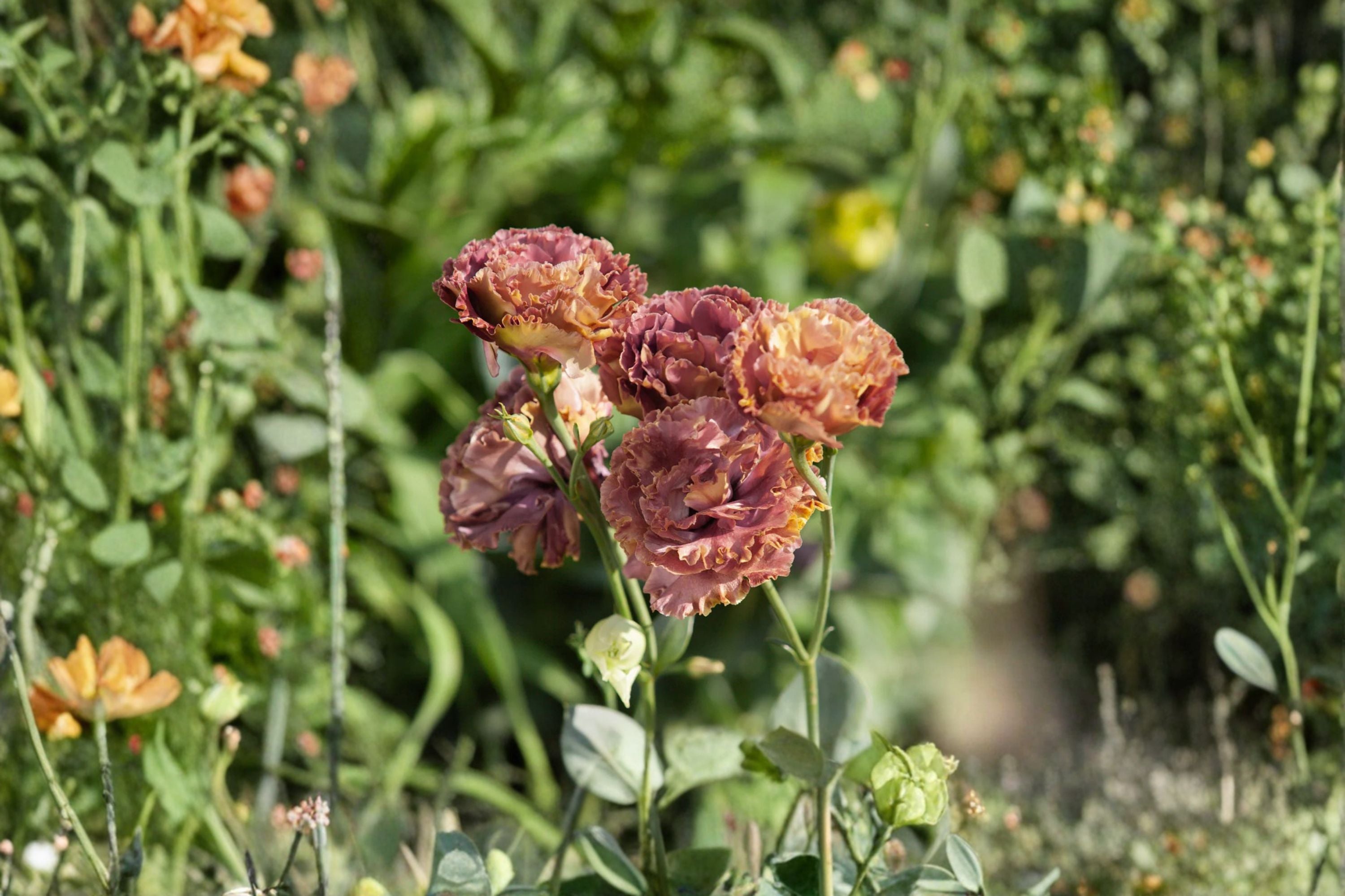 Lisianthus Rosanne 1 Plant – Eustoma grandiflorum