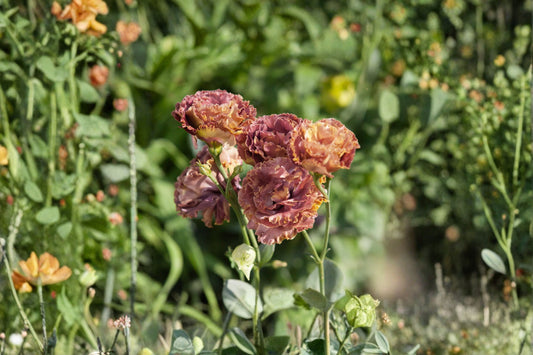 Lisianthus Rosanne 1 Plant – Eustoma grandiflorum