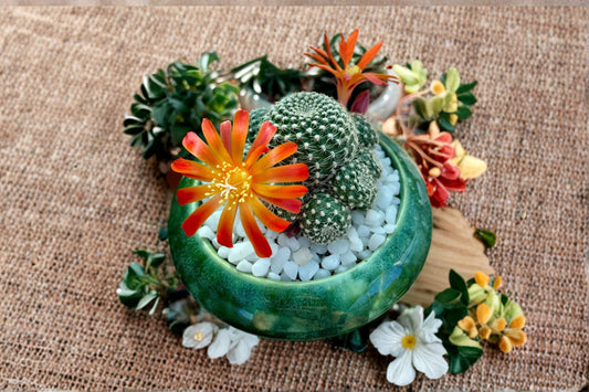 Rebutia Salmon Sandwich 1 Plant – Rebutia spp.