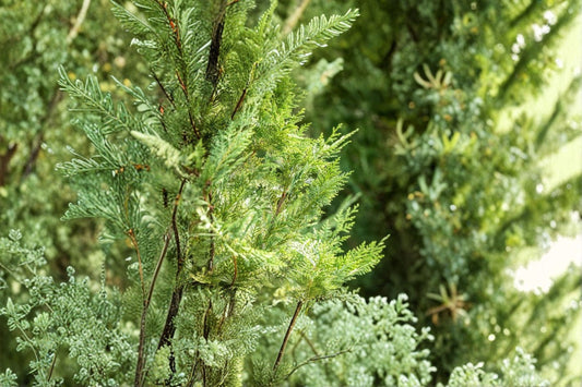 Murray Leyland Cypress Cupressocyparis leylandii ‘Murrayii’