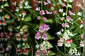 Showy Beardtongue Seeds Penstemon cobaea Pink White Wildflower Seeds Native Perennial Garden Planting 40 Seeds