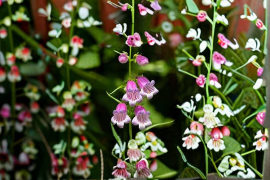 Showy Beardtongue Seeds Penstemon cobaea Pink White Wildflower Seeds Native Perennial Garden Planting 40 Seeds