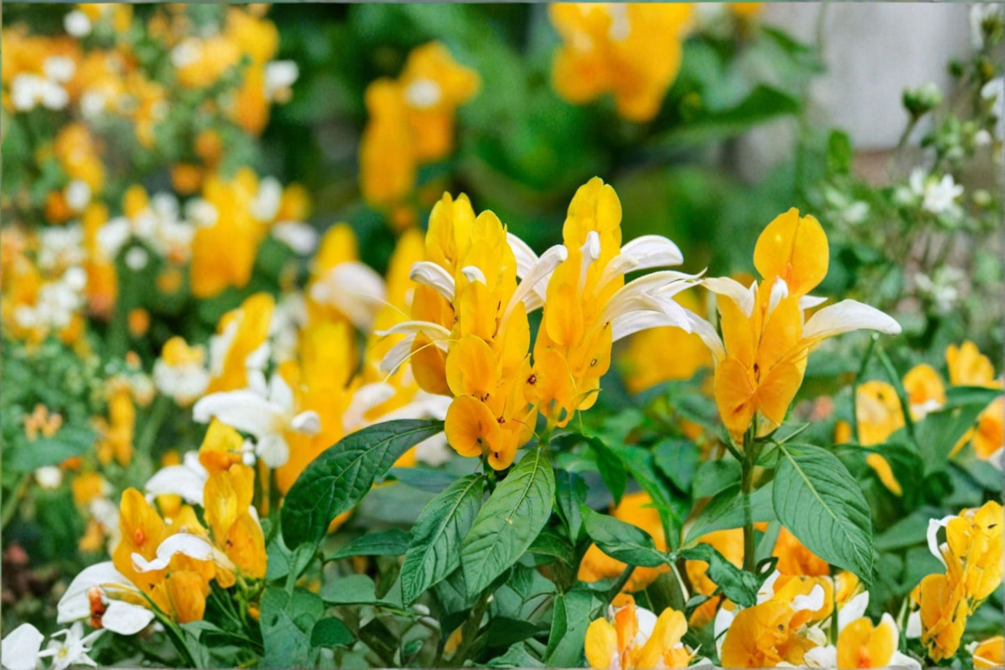 Yellow Shrimp Live Plant – 4–6" Tall – Rooted Starter – Pachystachys lutea