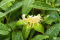 Hall’s Honeysuckle 4 Plants – Lonicera japonica