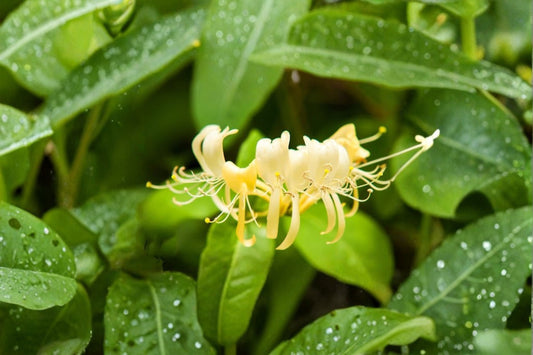 Hall’s Honeysuckle 4 Plants – Lonicera japonica