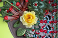 Sunny Antike Rose Live Plant – Fragrant Own Root Rose