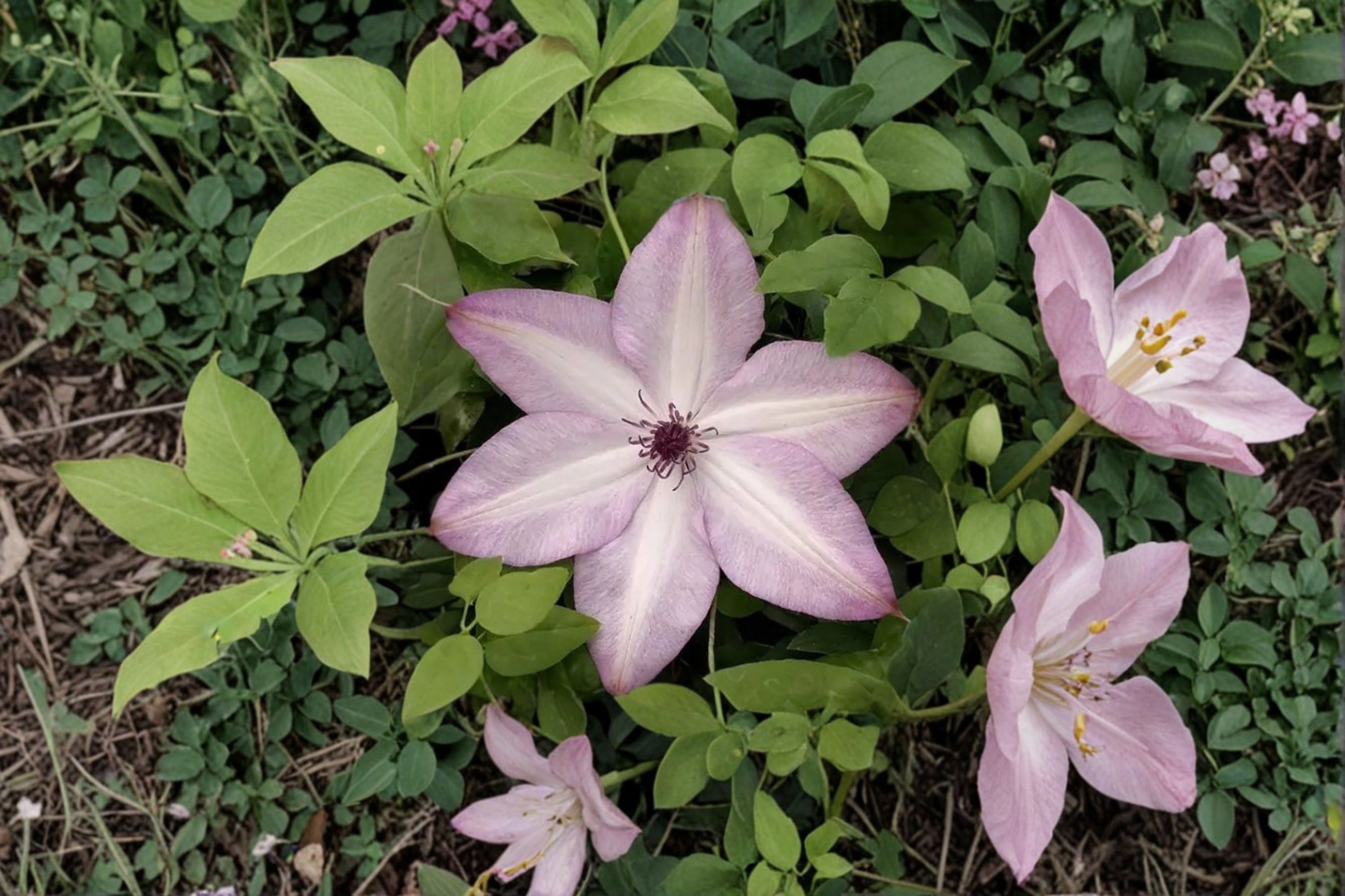 Utopia Clematis Live Plant – Repeat Flowering Climbing Vine