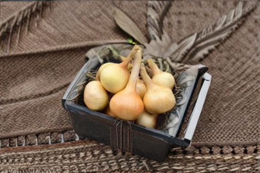 Walla Walla Long Onion Seeds Allium cepa Sweet Onion Vegetable Seeds Garden Planting 50 Seeds
