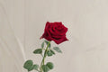 Rose Explorer Live Plant – Red Cup Shaped Garden Rose