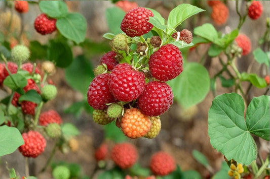 Caroline Raspberry Live Plant – 4–6" Tall – Everbearing – Rubus idaeus – No Pot