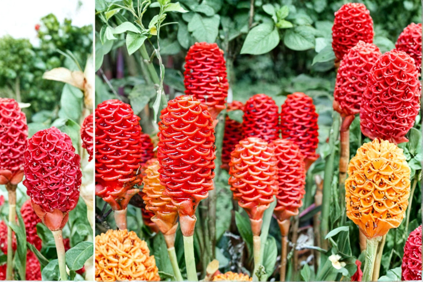 2 Live Shampoo Ginger Plants – 8–12 Inch Tall – Awapuhi – Zingiber zerumbet