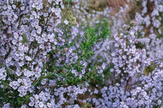 Tuscan Blue Rosemary 1 Live Plant – 1–3 Inches Tall in Plug – Salvia rosmarinus