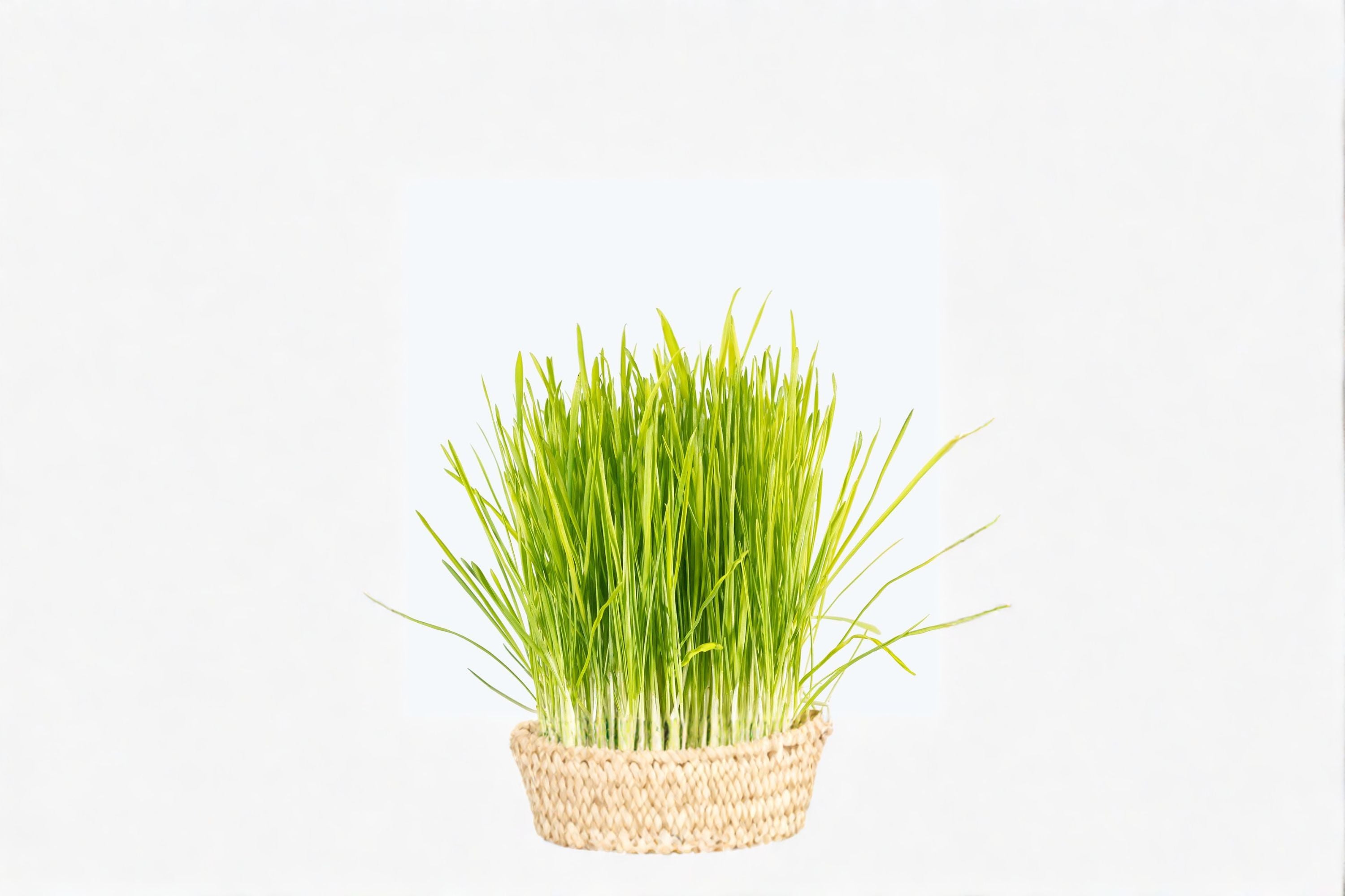 Cat Grass 1 Plant – Dactylis glomerata