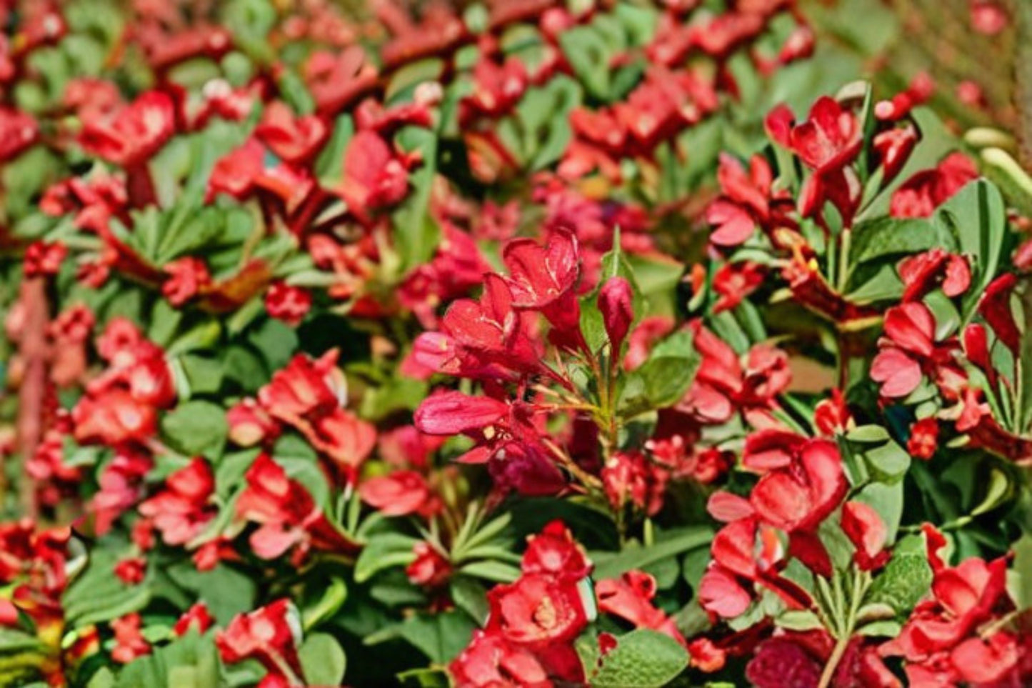 Red Prince Weigela Live Plant – 12+" Tall – 4" Pot – Weigela florida 'Java Red'