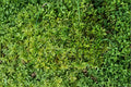 Entodon Moss 1 Plant – Entodon seductrix