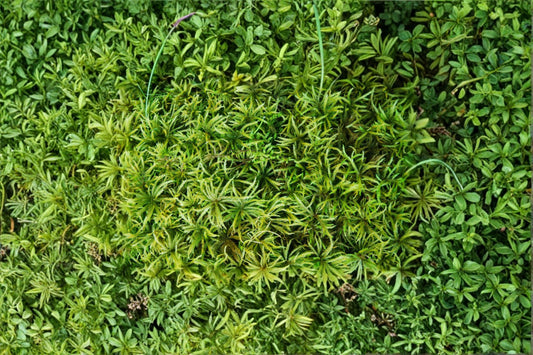 Entodon Moss 1 Plant – Entodon seductrix