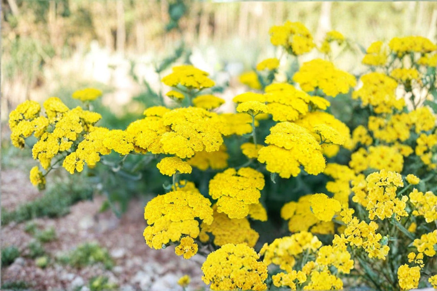 Moonshine Yarrow Live Plant – Achillea 'Moonshine' – Perennial Ornamental Plant