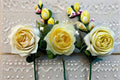 North Fragrance Rose Live Plant – Cream Yellow Fragrant Shrub Rose