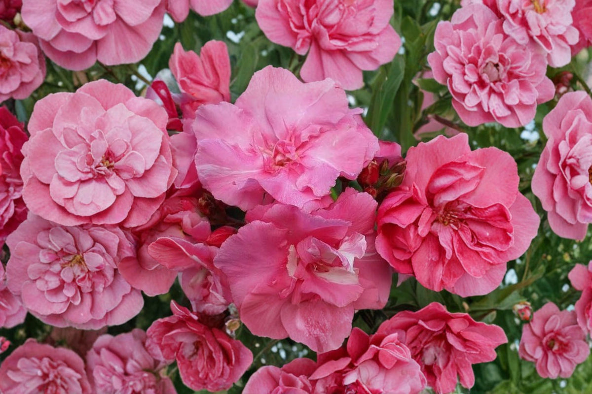 7 Double Rose Pink Oleander Cuttings | Nerium Oleander | 6 Inch Unrooted Live Cuttings | Pink Flowering Shrub | Oleander Propagation
