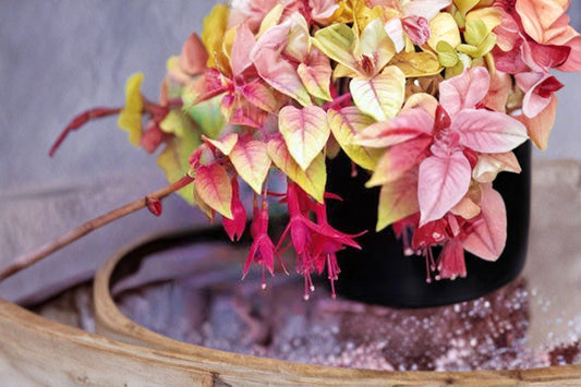 Autumnale Fuchsia Live Plant – 5" Pot – Flowering Ornamental Plant