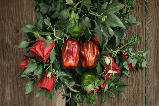 2 Candy Cane Chocolate Cherry Pepper Live Plants – 3–5" Tall – No Pot – Capsicum annuum