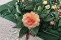 Polka Climbing Rose Live Plant – 1.5 Gal Apricot Peach Rose