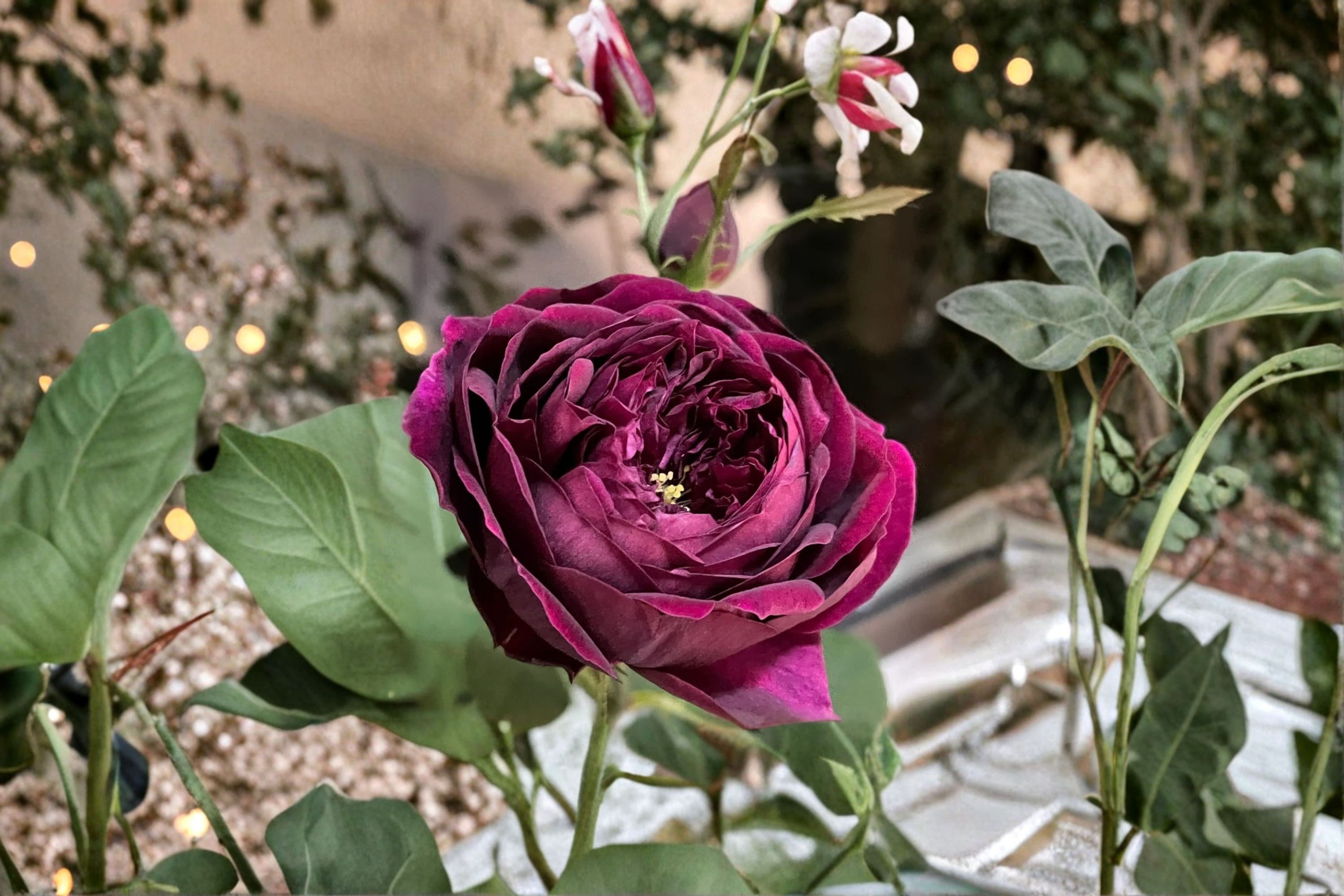 Royale Rose Live Plant – Fragrant Japanese Own Root Rose