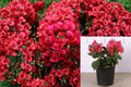 Crimson Bougainvillea 6 Cuttings – Bougainvillea