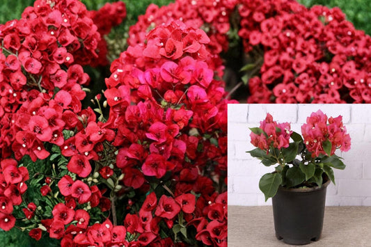 Crimson Bougainvillea 6 Cuttings – Bougainvillea