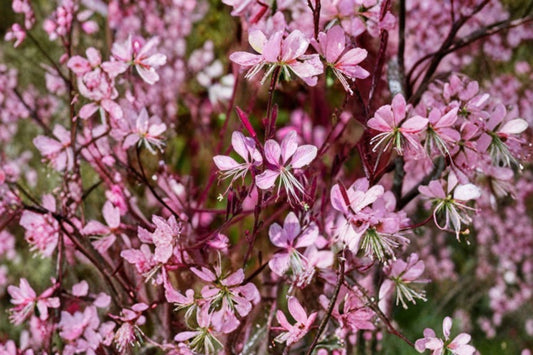 Gaura Steffi Blush Live Plant – Gaura lindheimeri – Wand Flower Starter