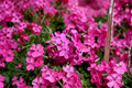 Creeping Phlox Goldiphlox Cherry 2 Plants – Phlox subulata