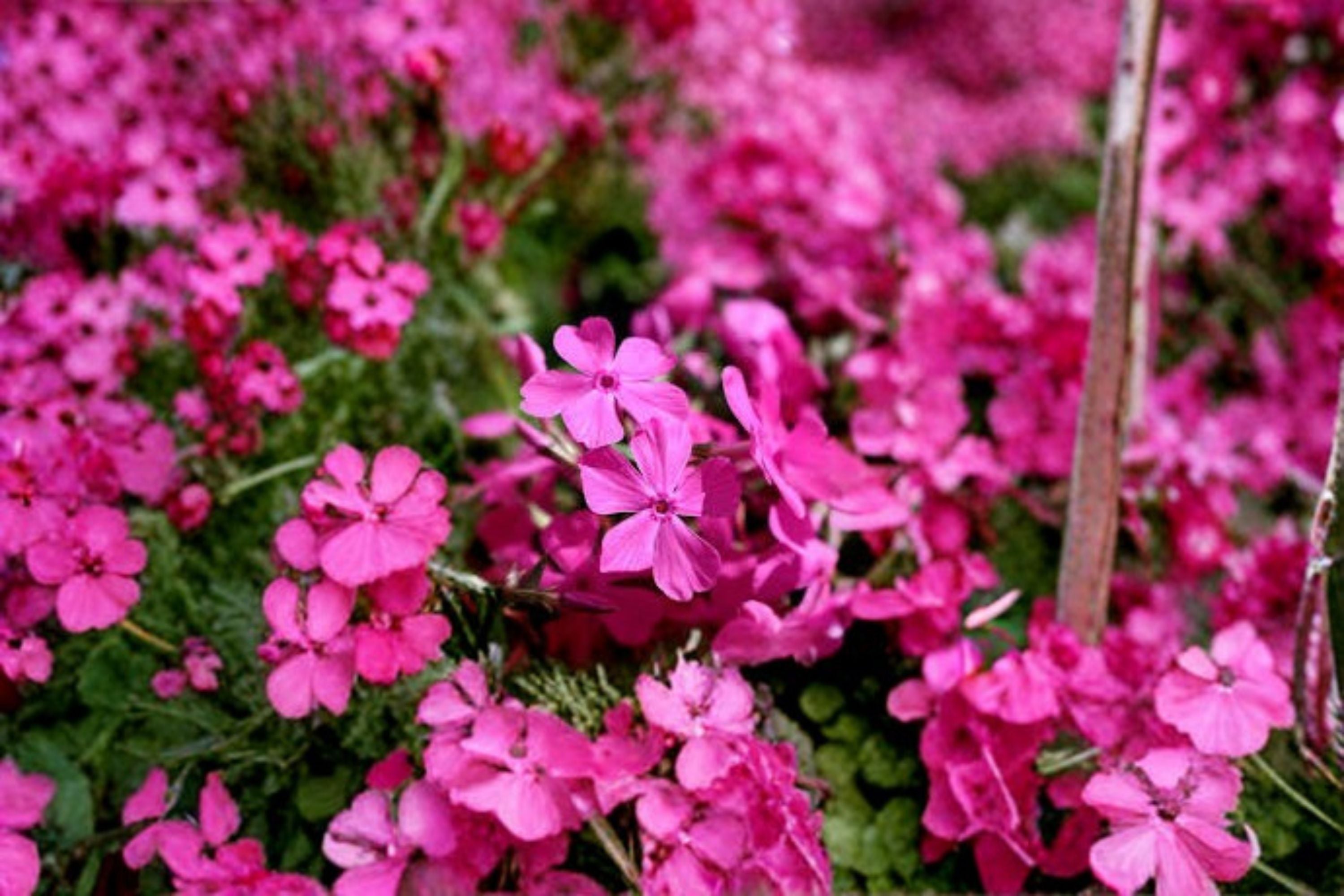 Creeping Phlox Goldiphlox Cherry 2 Plants – Phlox subulata