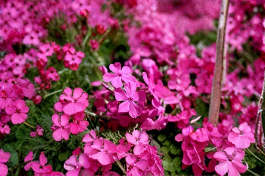 Creeping Phlox Goldiphlox Cherry 2 Plants – Phlox subulata