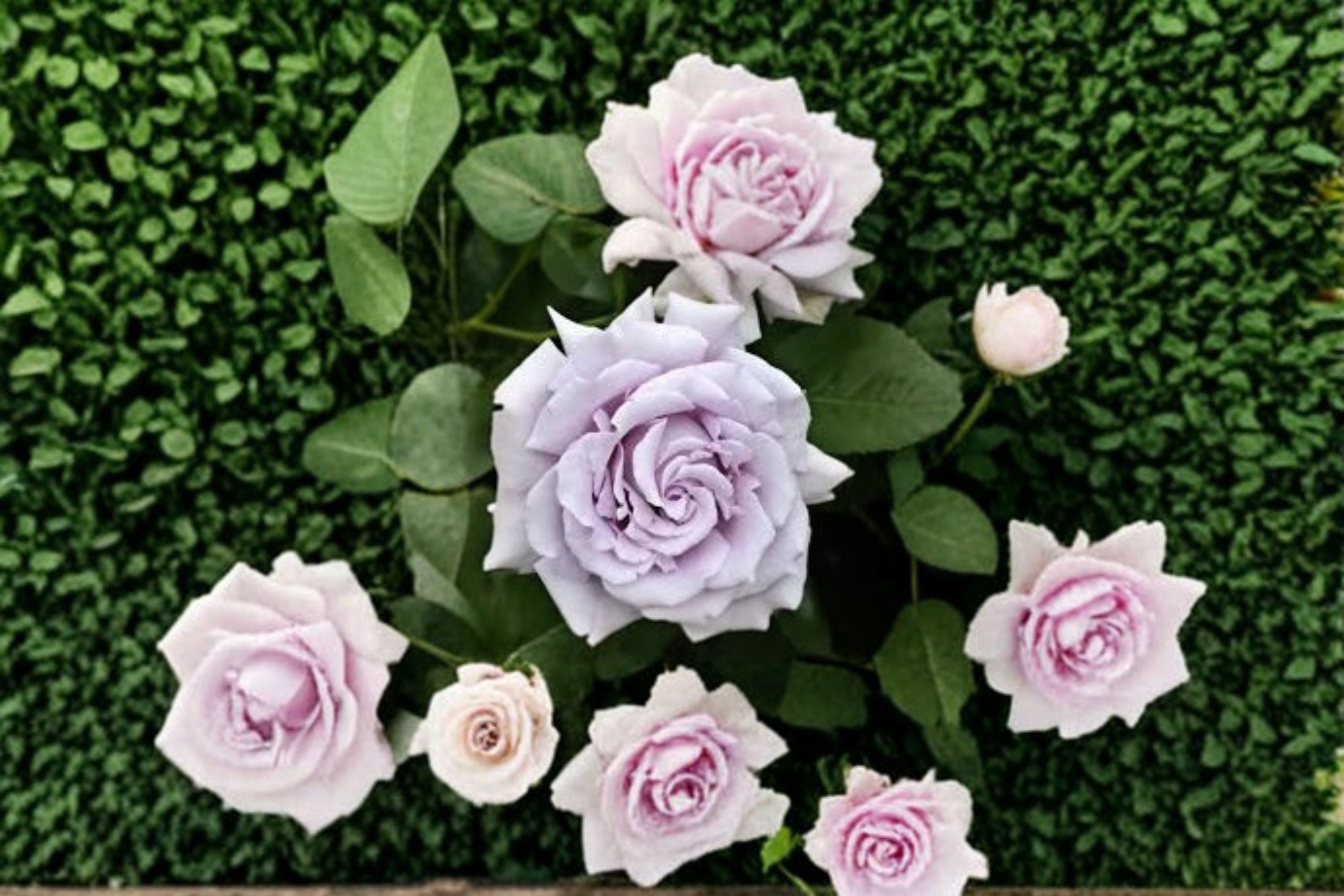 Blue Mist Rose Live Plant – Lavender Japanese Garden Rose