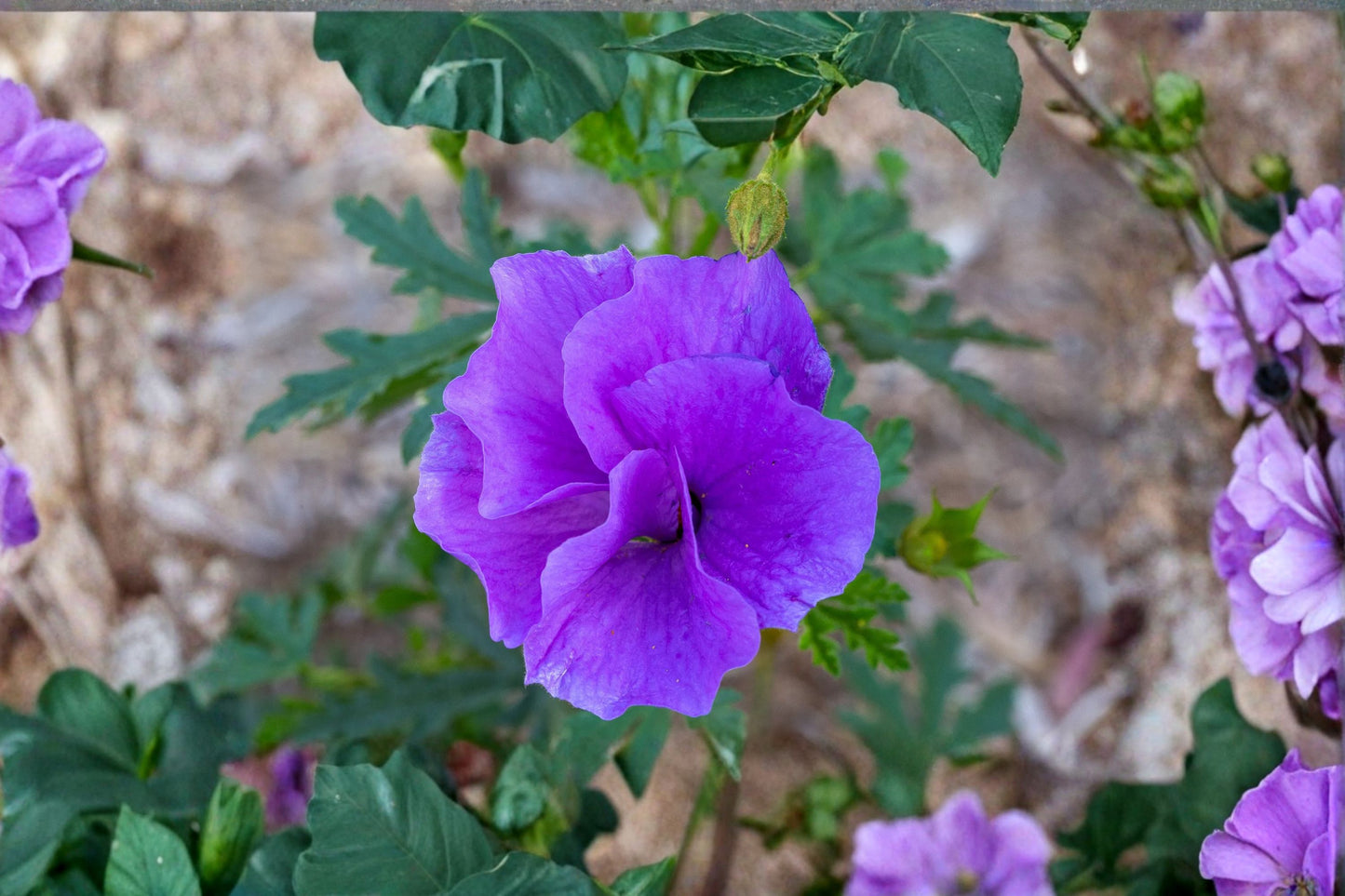 Blue Hibiscus Live Starter Plant – Alyogyne huegelii – Well Rooted