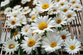 Shasta Daisy Seeds Leucanthemum Superbum White Perennial Flower Chrysanthemum Maximum Garden Plant Border Bloom 100 Seeds