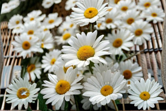 Shasta Daisy Seeds Leucanthemum Superbum White Perennial Flower Chrysanthemum Maximum Garden Plant Border Bloom 100 Seeds