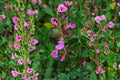 Wall Germander 1 Plant – Teucrium chamaedrys